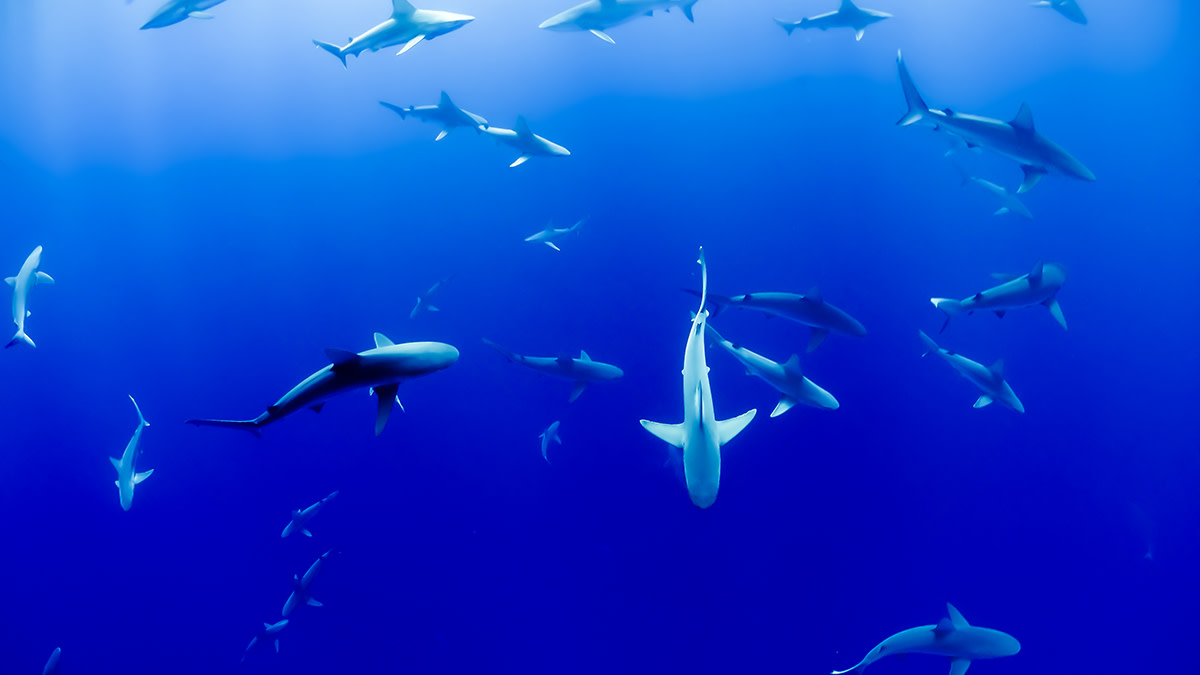 SharksSwimming
