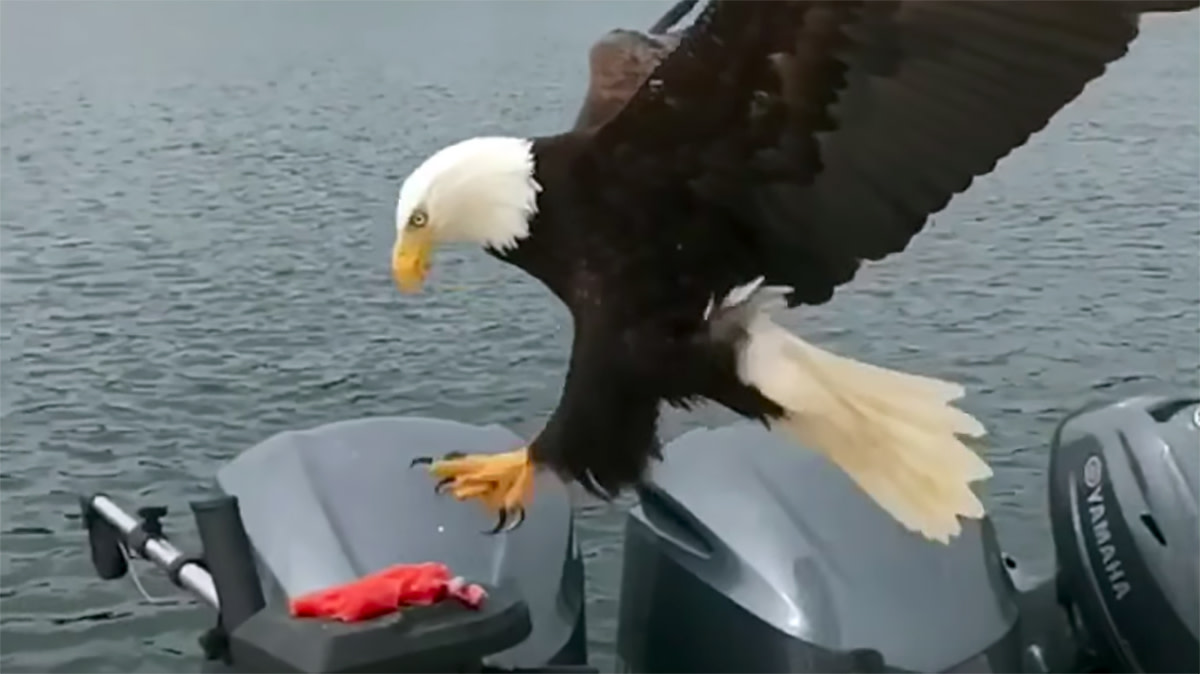 BaldEagleStealsSalmon