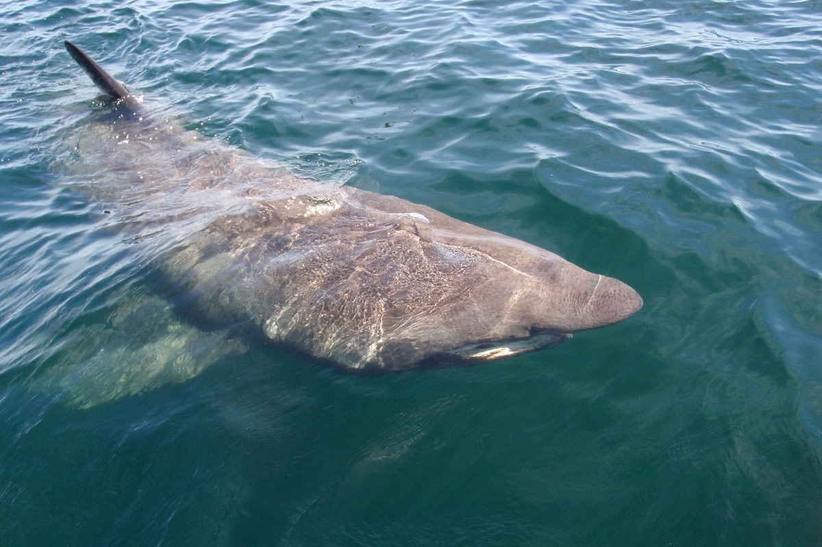 Basking