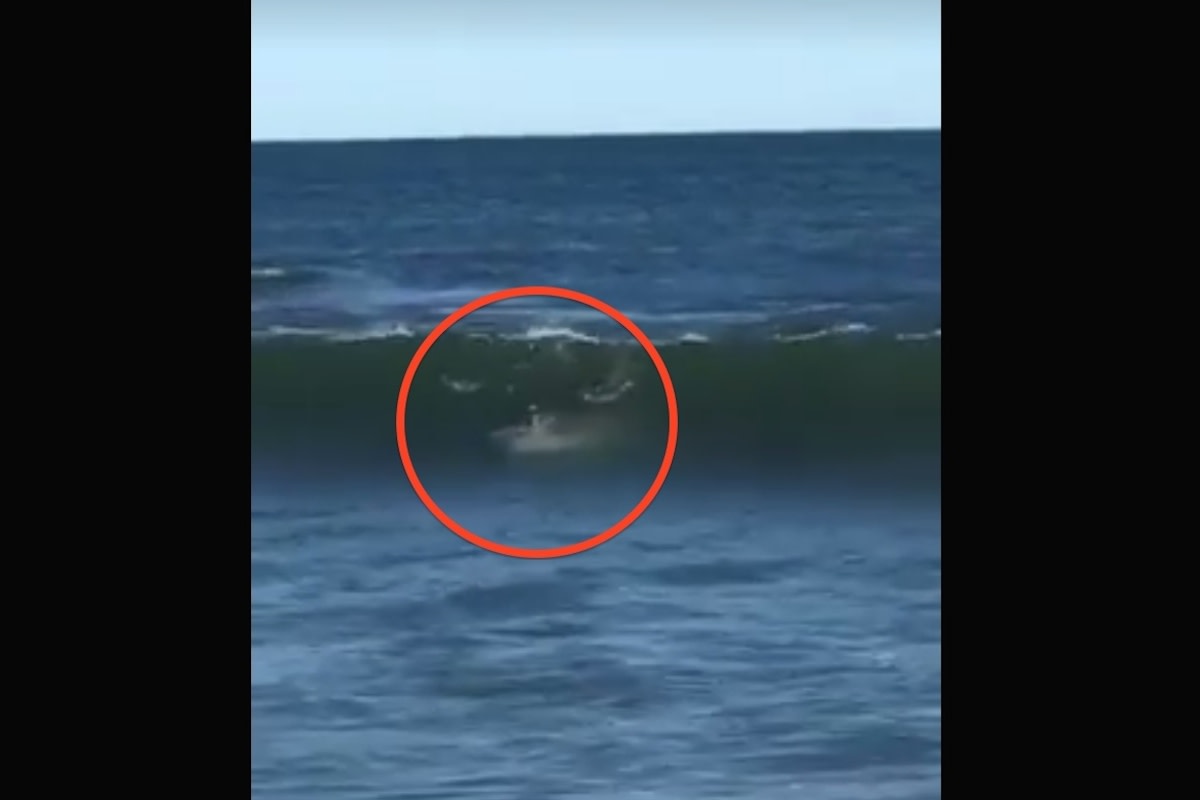 Sharkwave copy