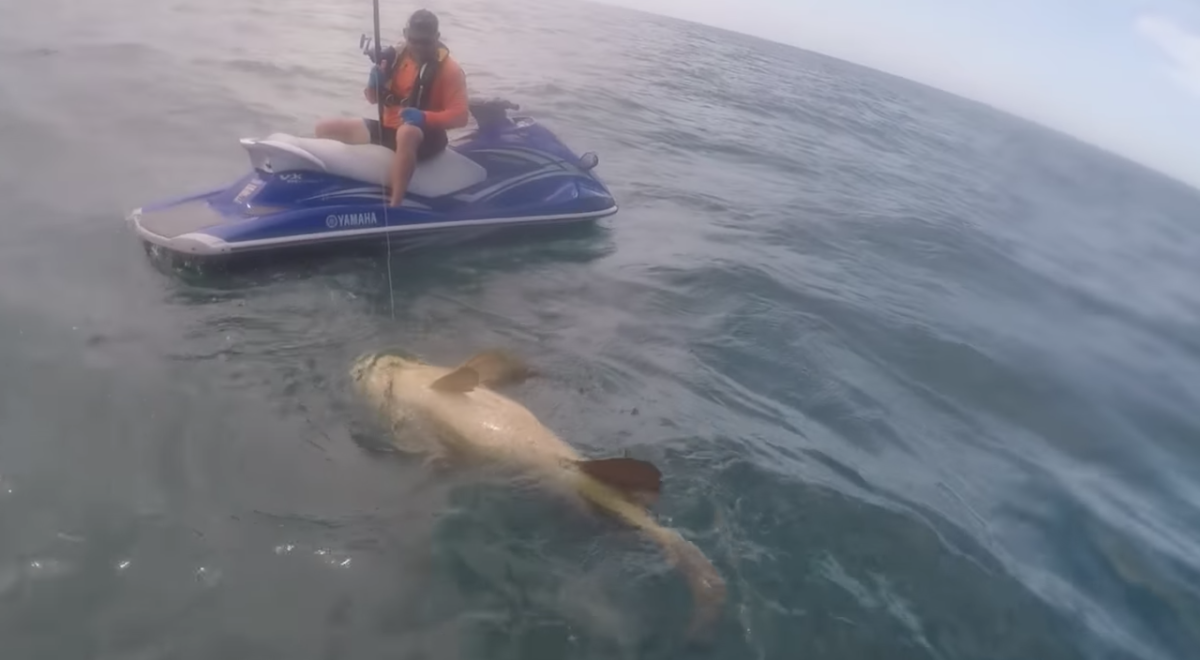 goliath grouper fishing grouper fishing fishing video