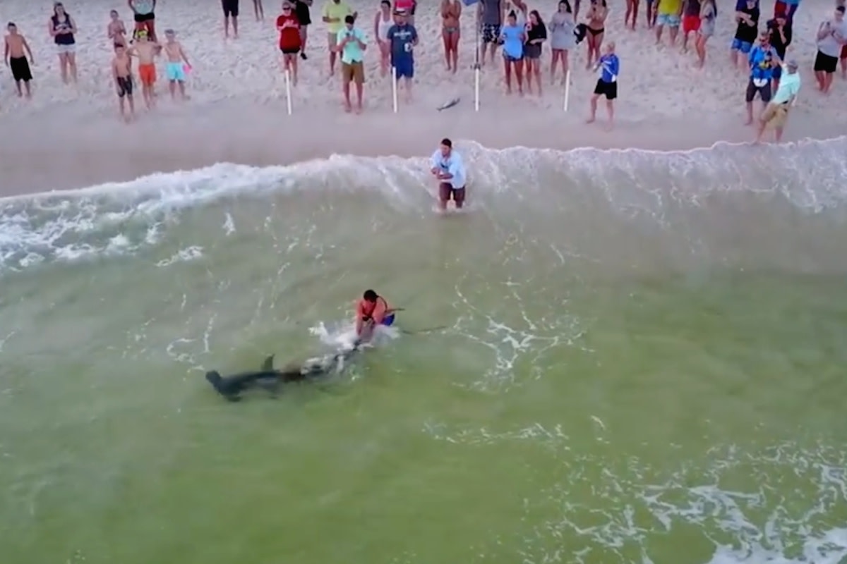 asn2-shark