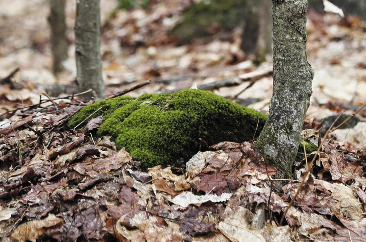 The list of 20 What side of trees do moss grow on 3 Busting the 'moss-on-the-north-side' myth | Men's Journal