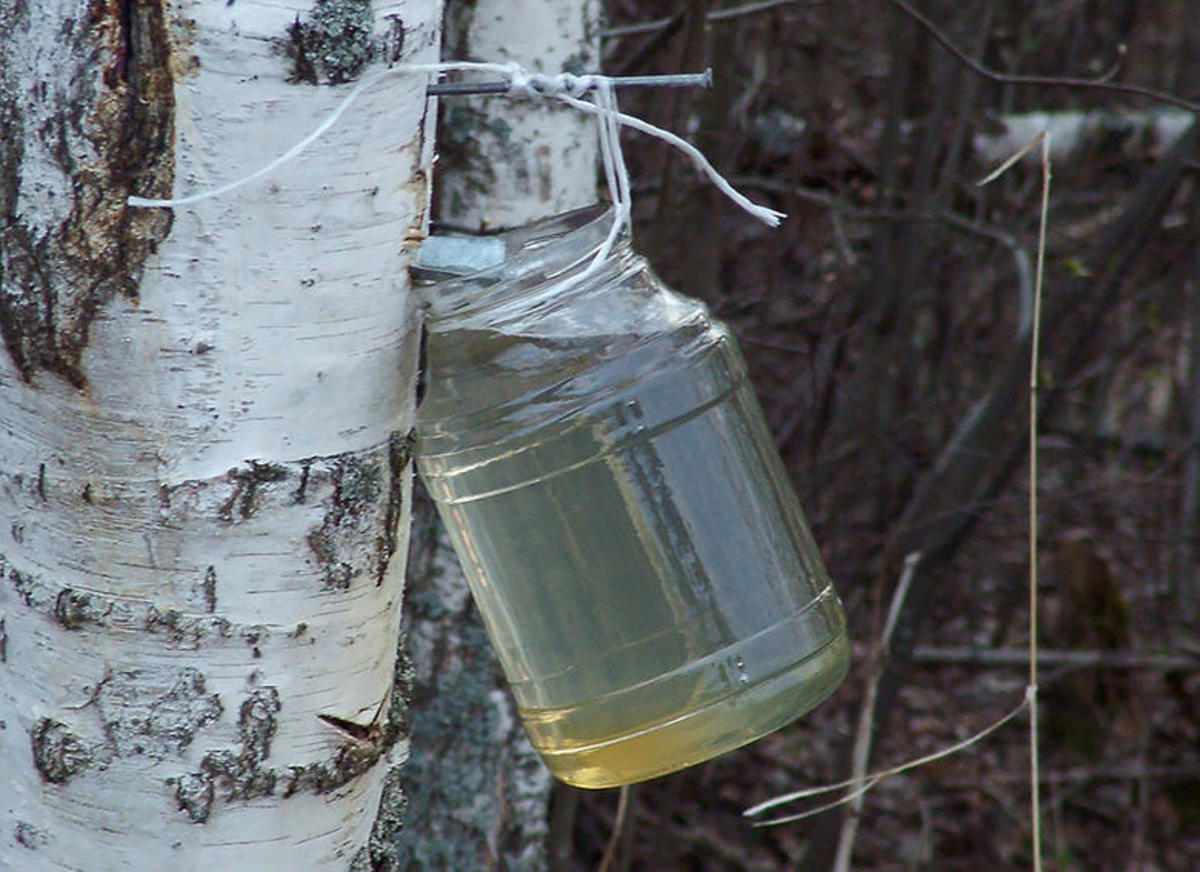 How To Tap Birch Trees For Drinkable Sap Men S Journal How To Tap Birch Trees For Drinkable Sap Men S Journal
