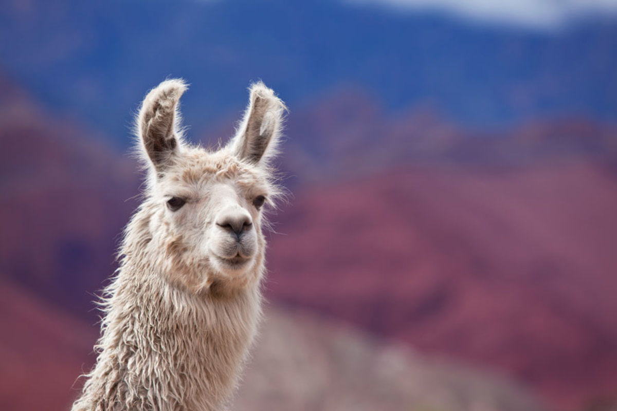 Llama outdoors