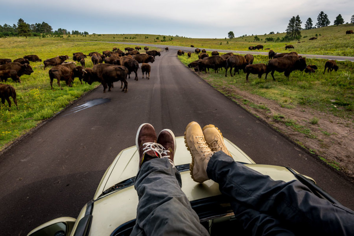 Wind Cave Bison Herd from the roof of the car in Black Hills of South Dakota