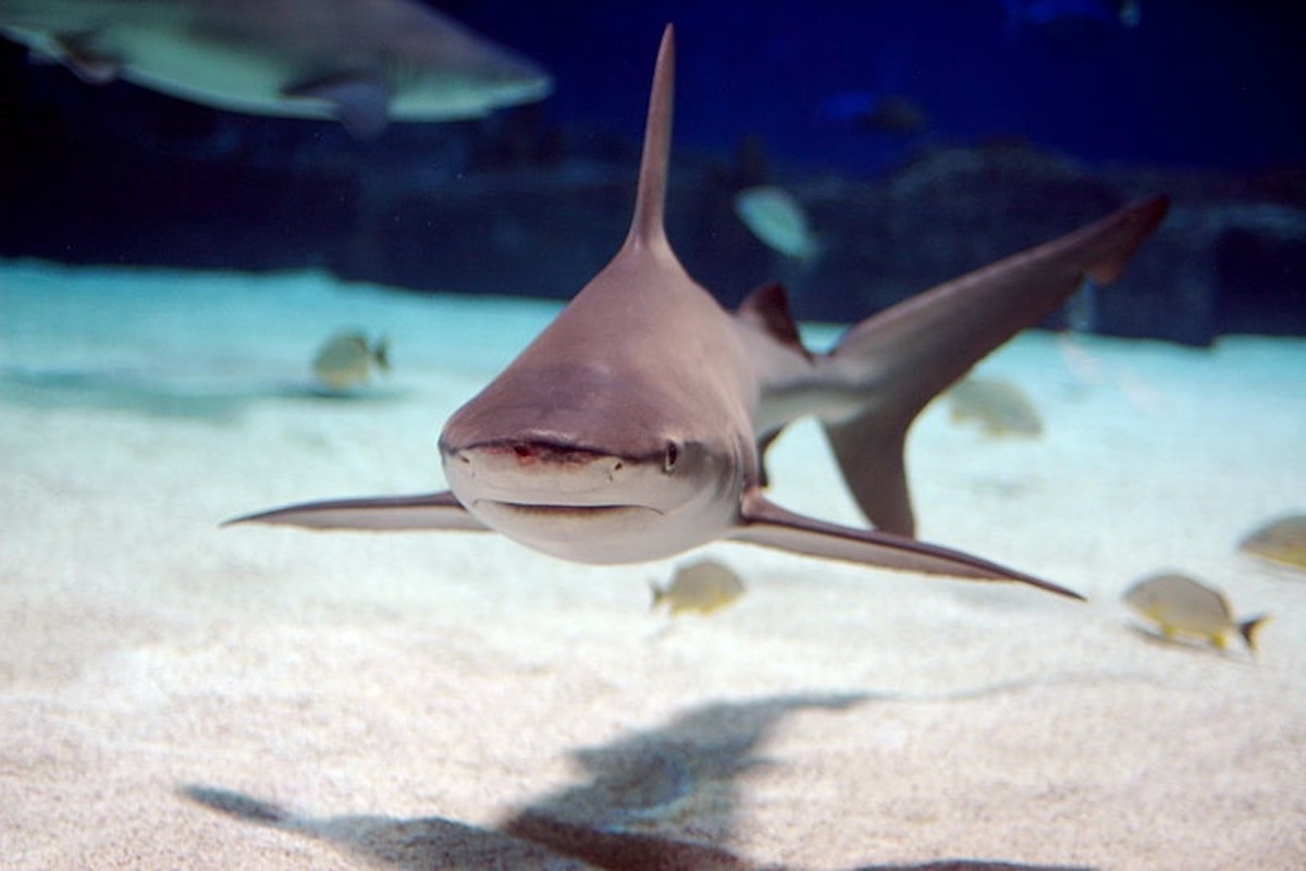 SandbarJeffKubina
