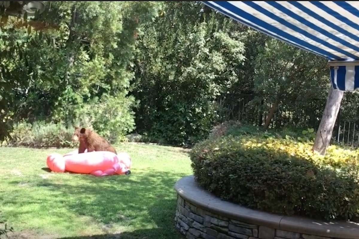 Bearflamingo