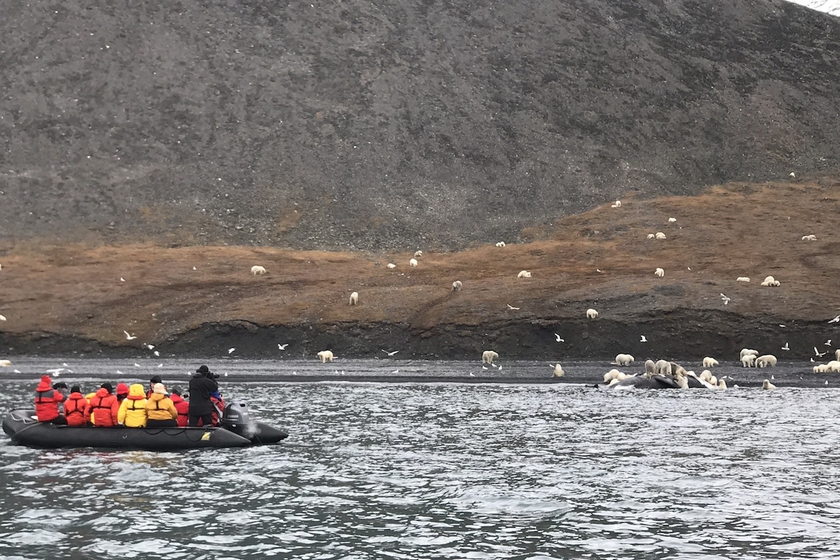 Polar Bears and Zodiac 1