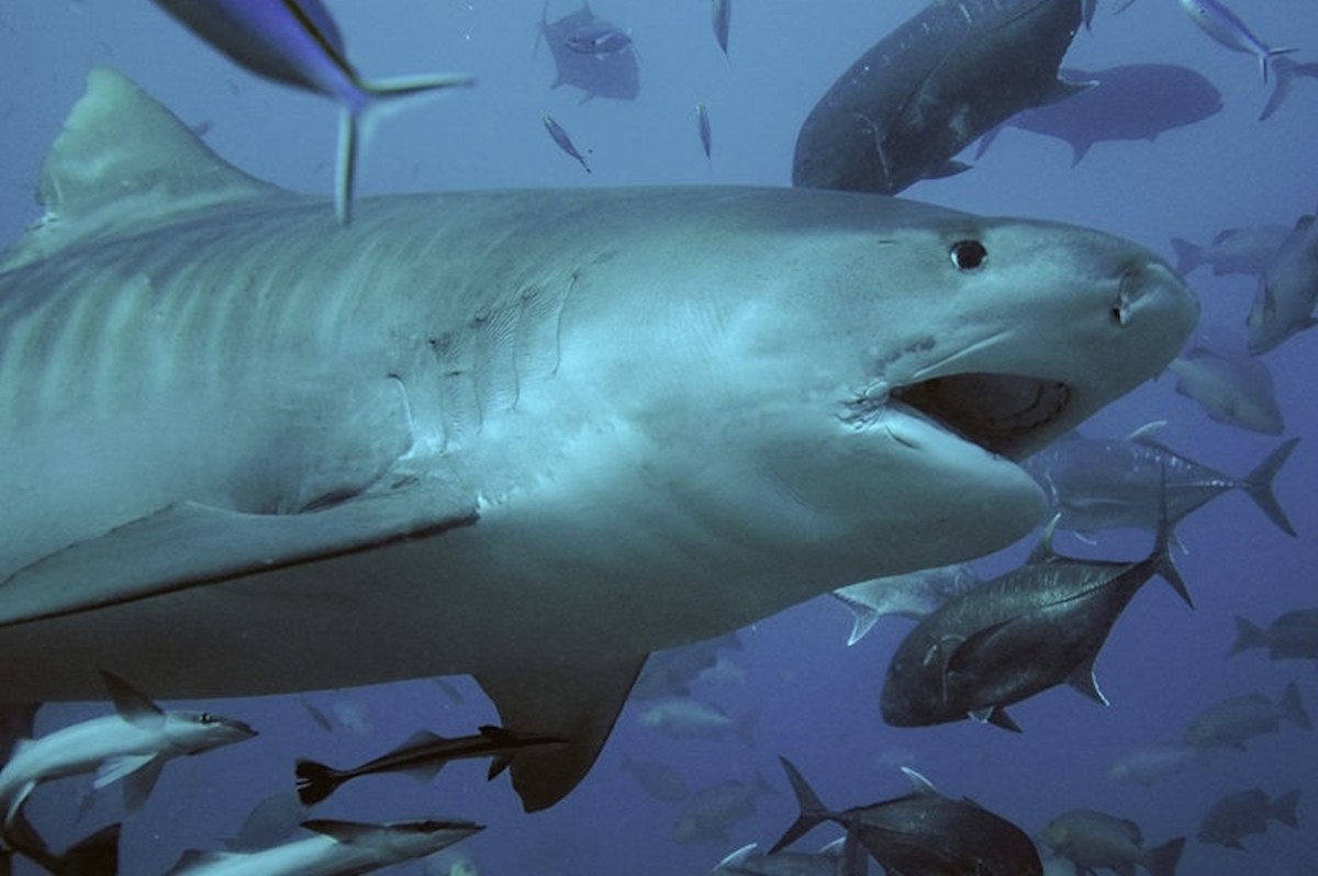 TigerSharkGoss