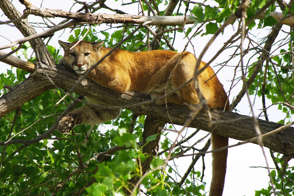 Cougar