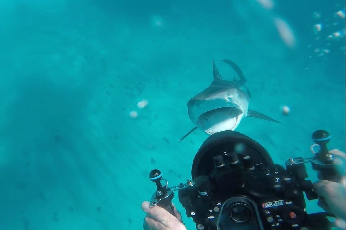 Tiger shark