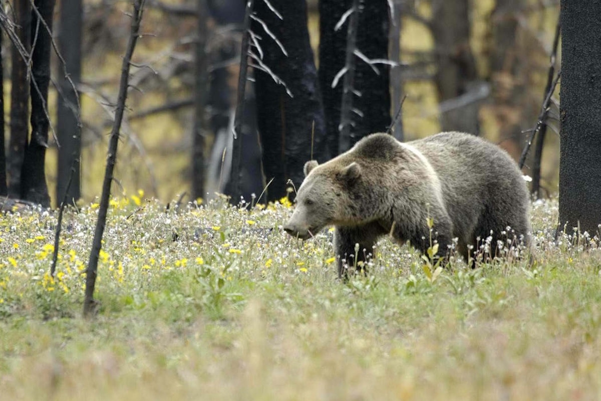 Grizzly_Bear_in_Field_at_Yellowstone_National_Park