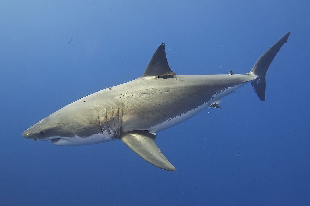 Great white shark