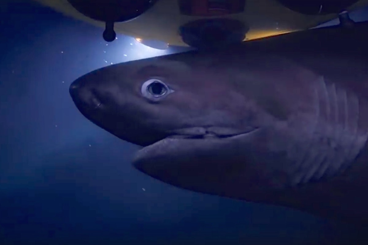 Shark2.jpg