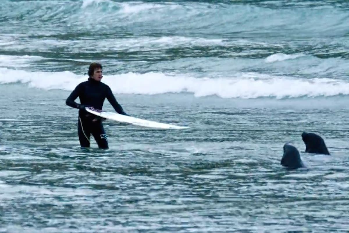 Surfer and sea lions