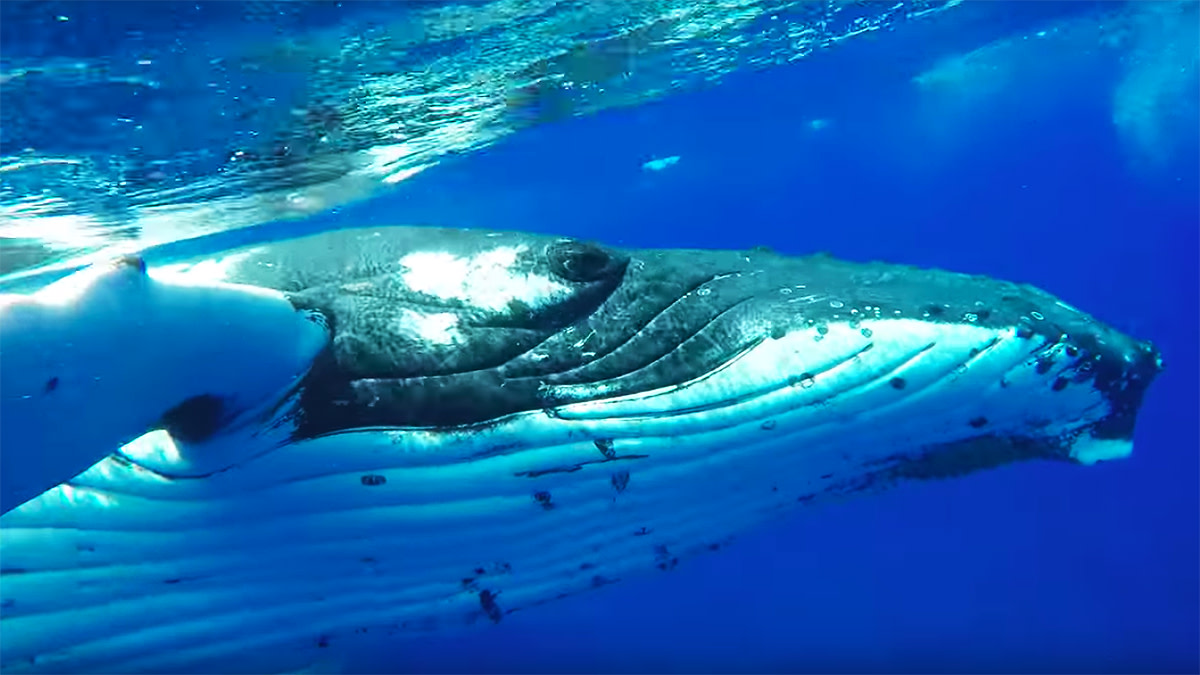 HumpbackWhaleSavesDiver