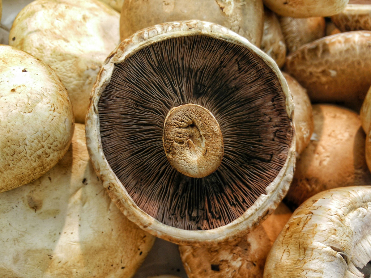 mushroom coffee