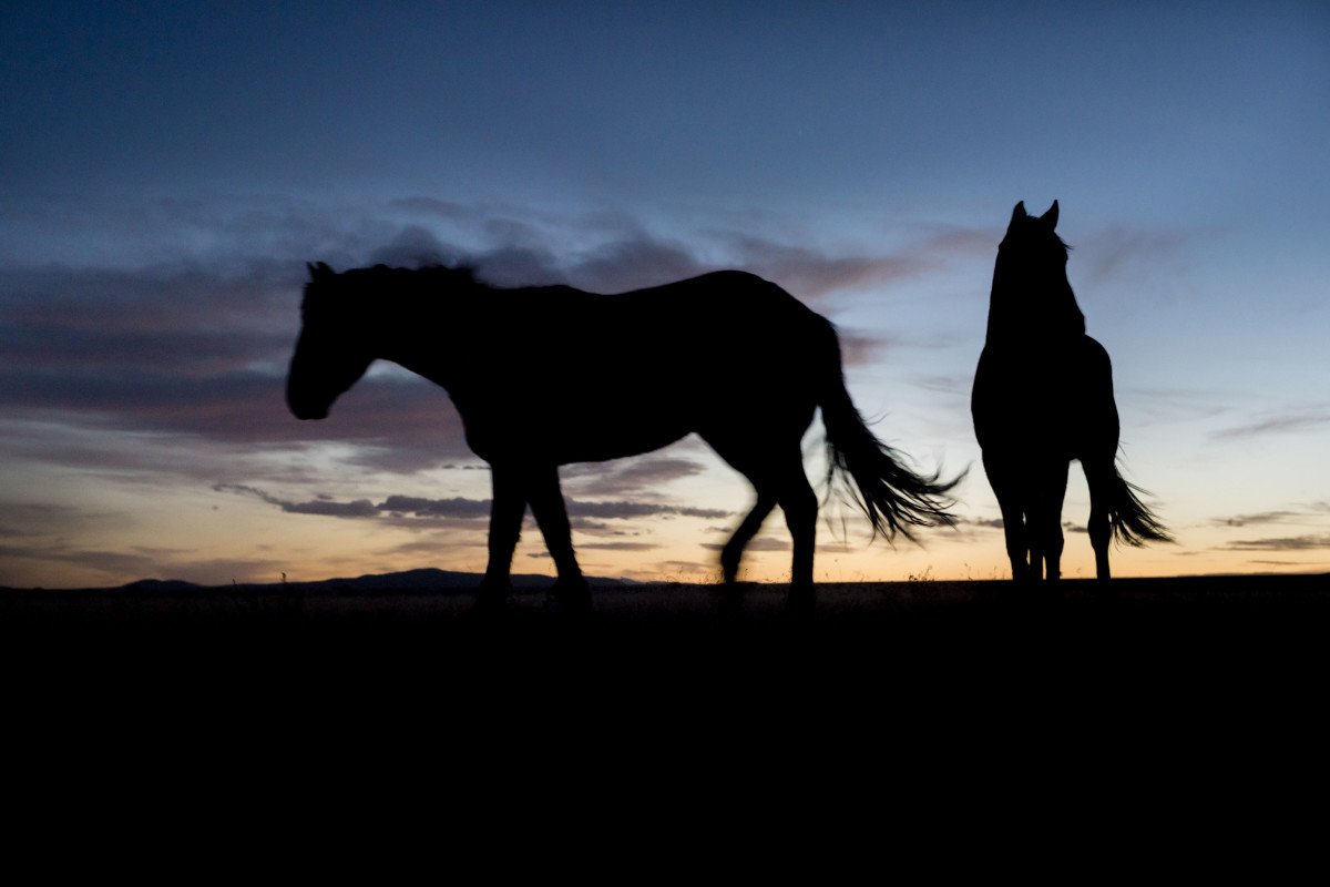 heroes and horses