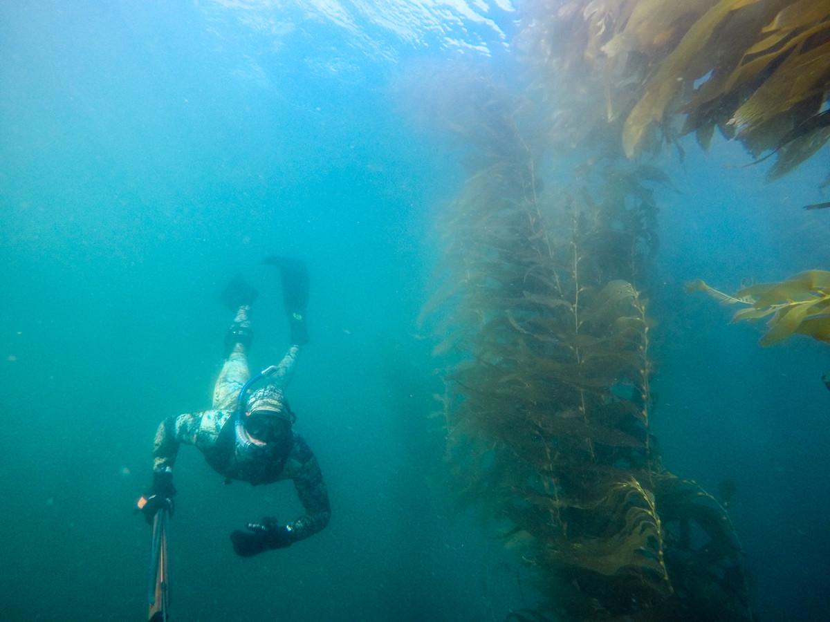 Scott Eastwood skin-diving for fish and lobster.
