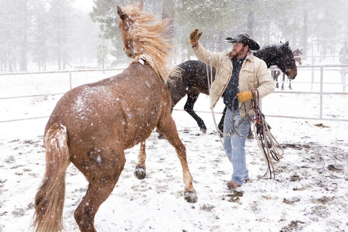heroes and horses