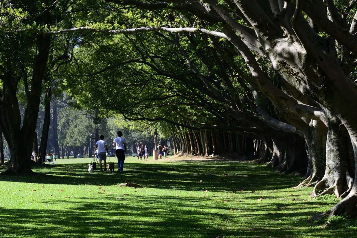 São Paulo Travel Guide: Ibirapuera Park