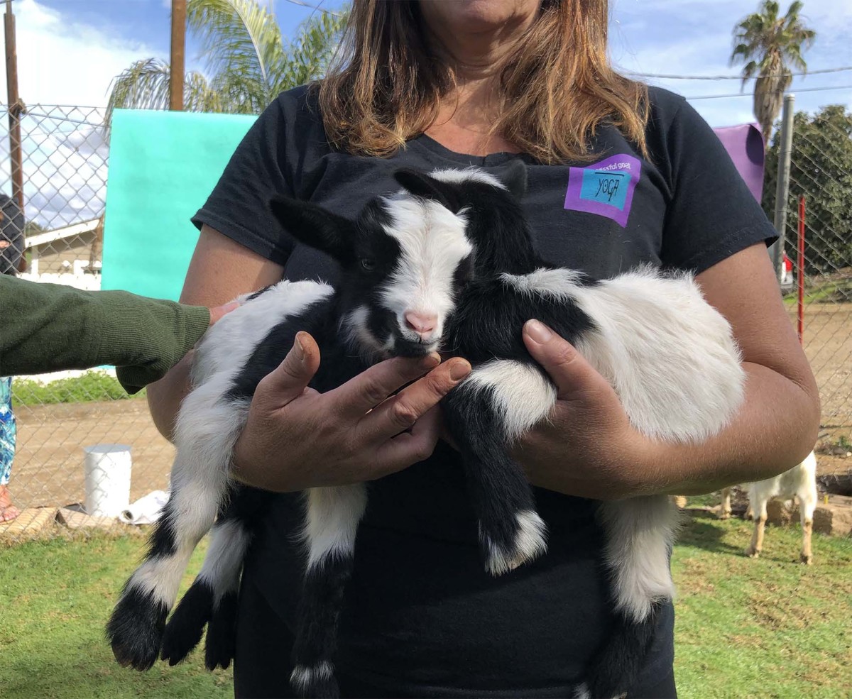what to know before you go to goat yoga