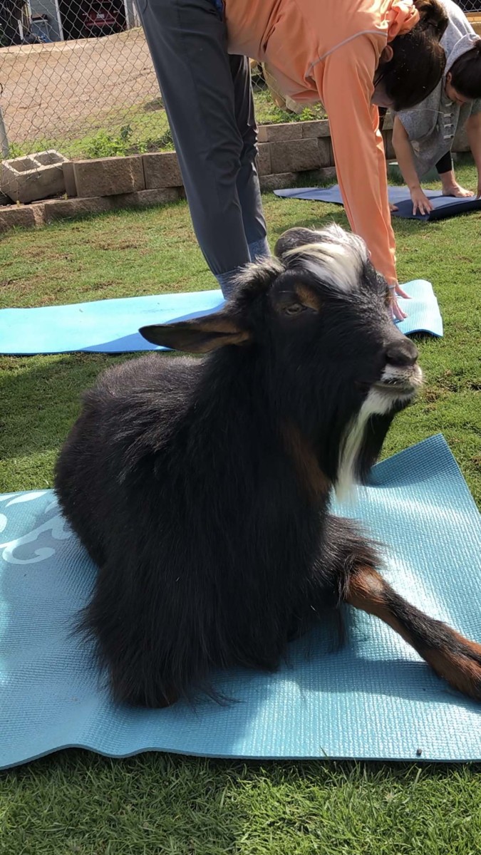 what to know before you go to goat yoga