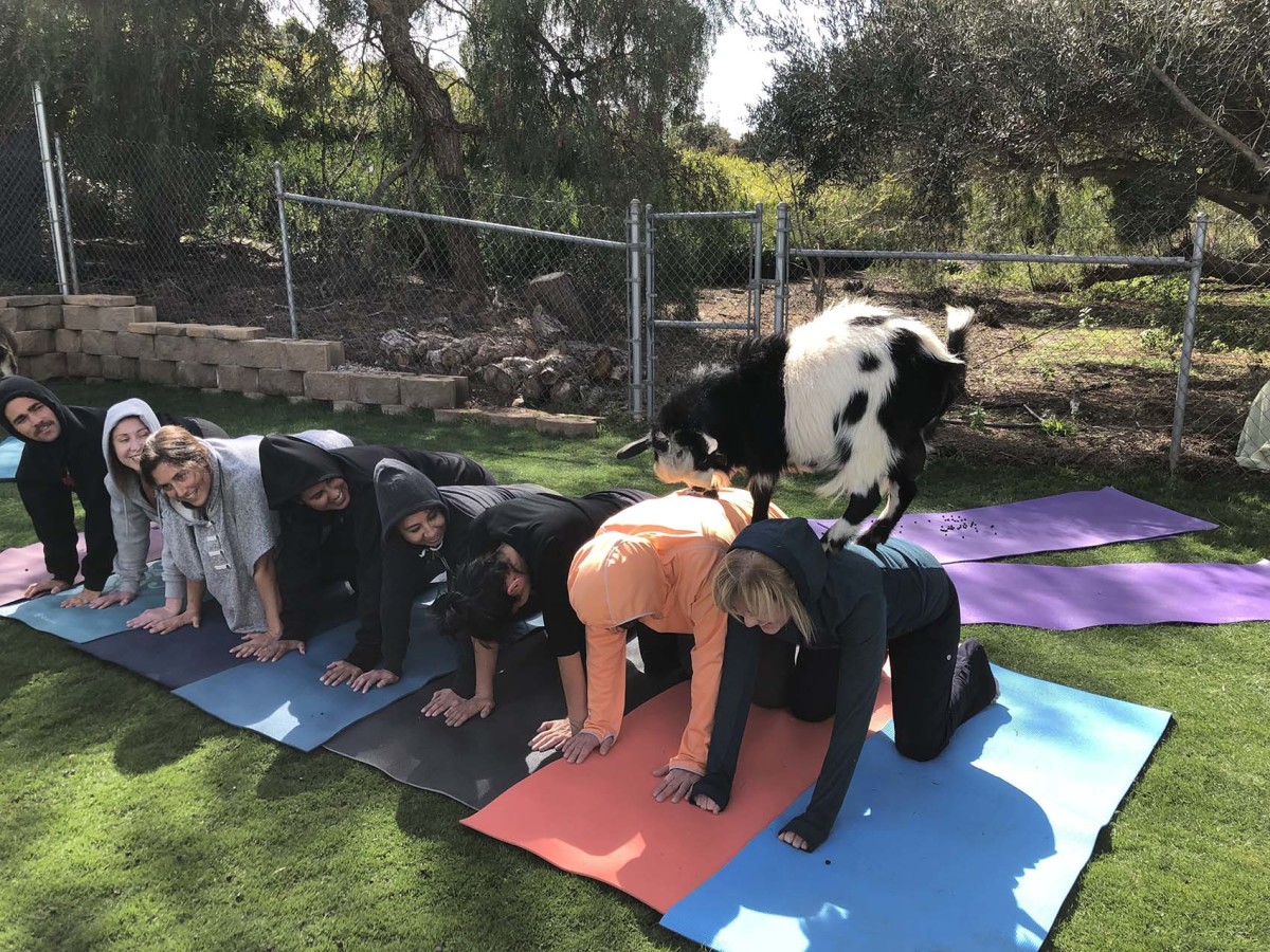what to know before you go to goat yoga