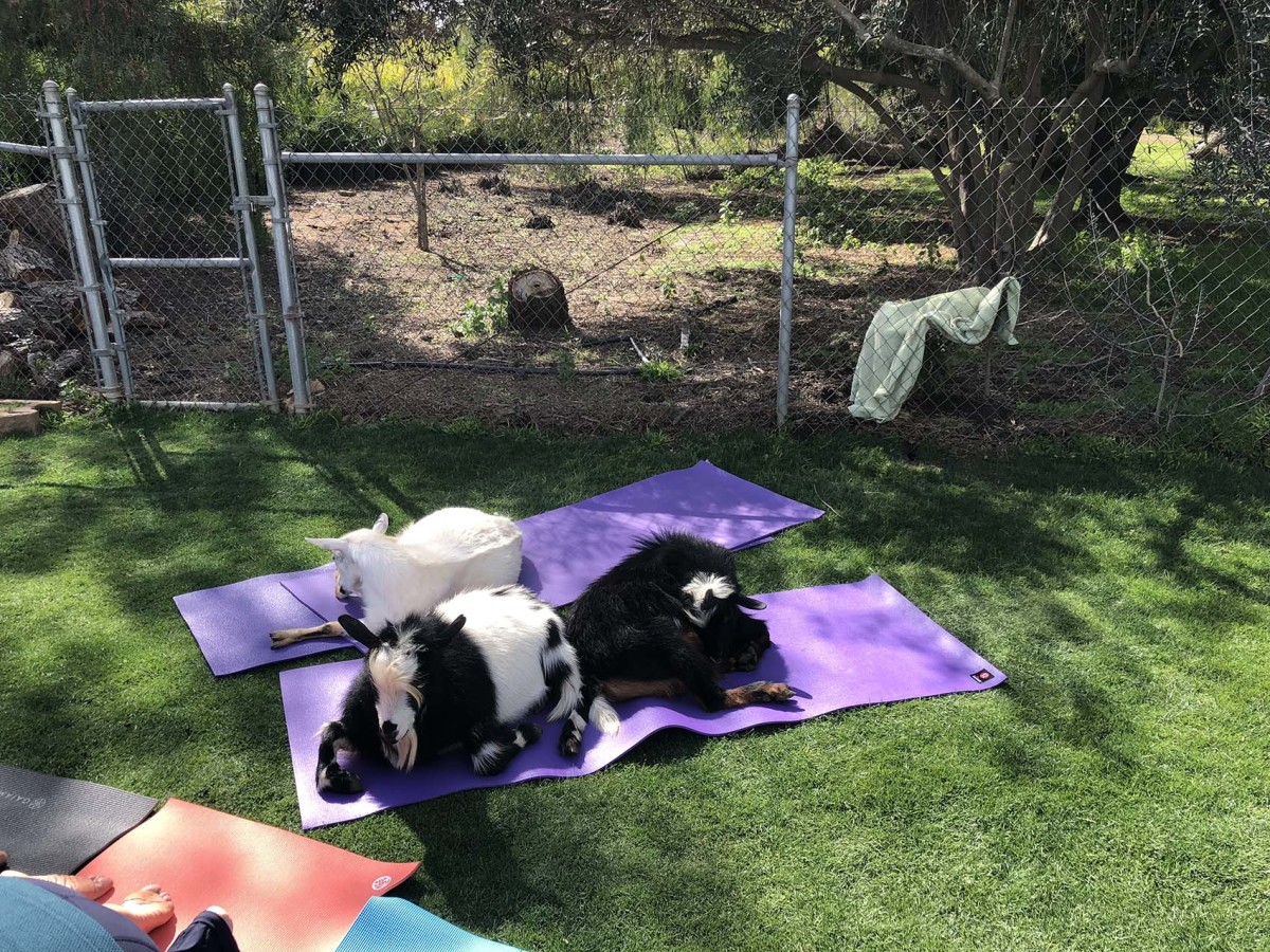 what to know before you go to goat yoga 