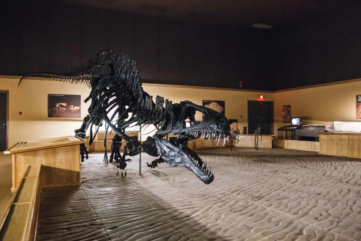 A recreated dinosaur skeleton inside the Dinosaur Discovery Gallery in Tumbler Ridge.