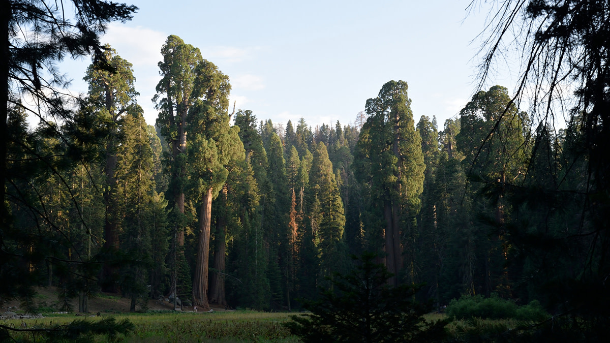 SequoiaNationalForest