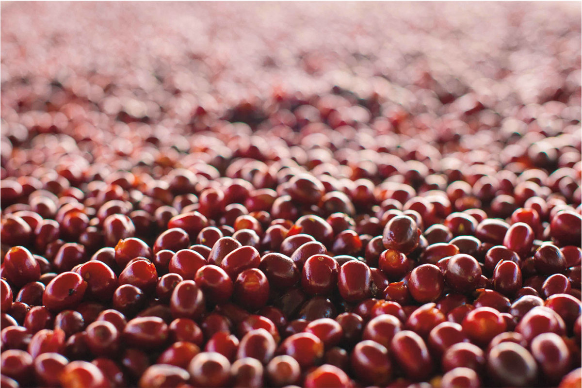 coffee-cherries