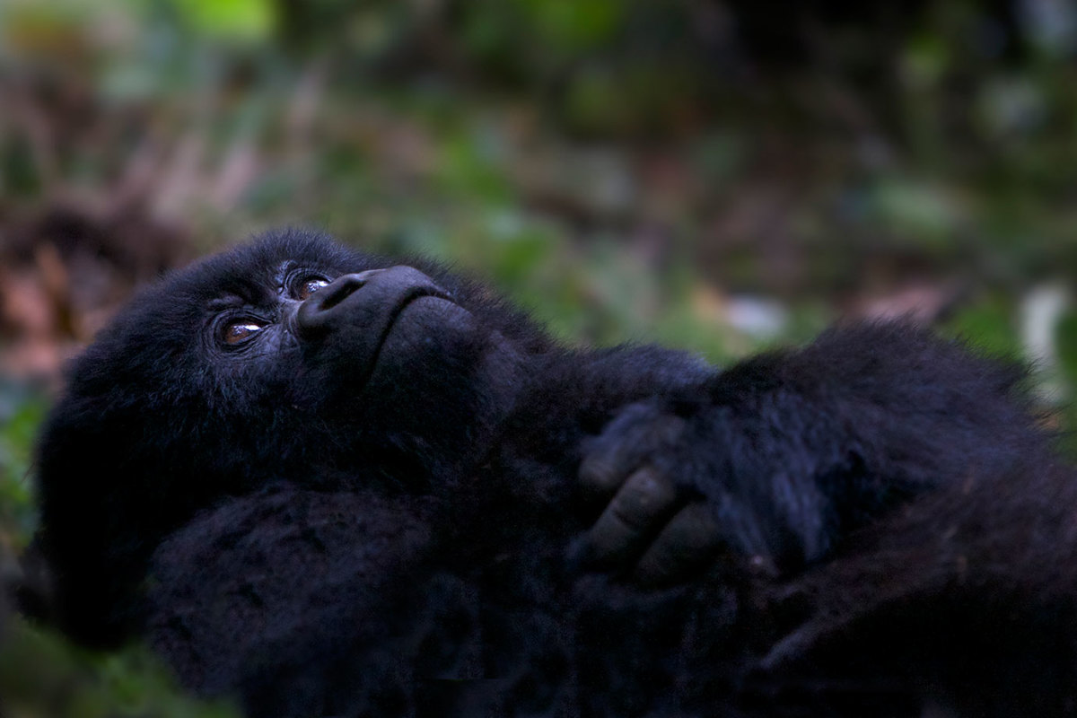 Mountain-Gorilla-in-the-Virunga-Mountains,-Rwanda