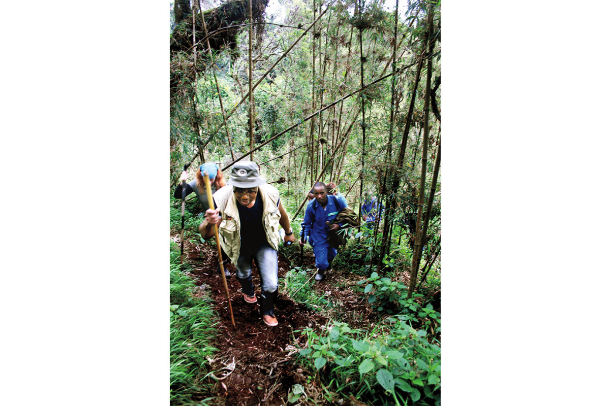 Trekking-among-gorillas
