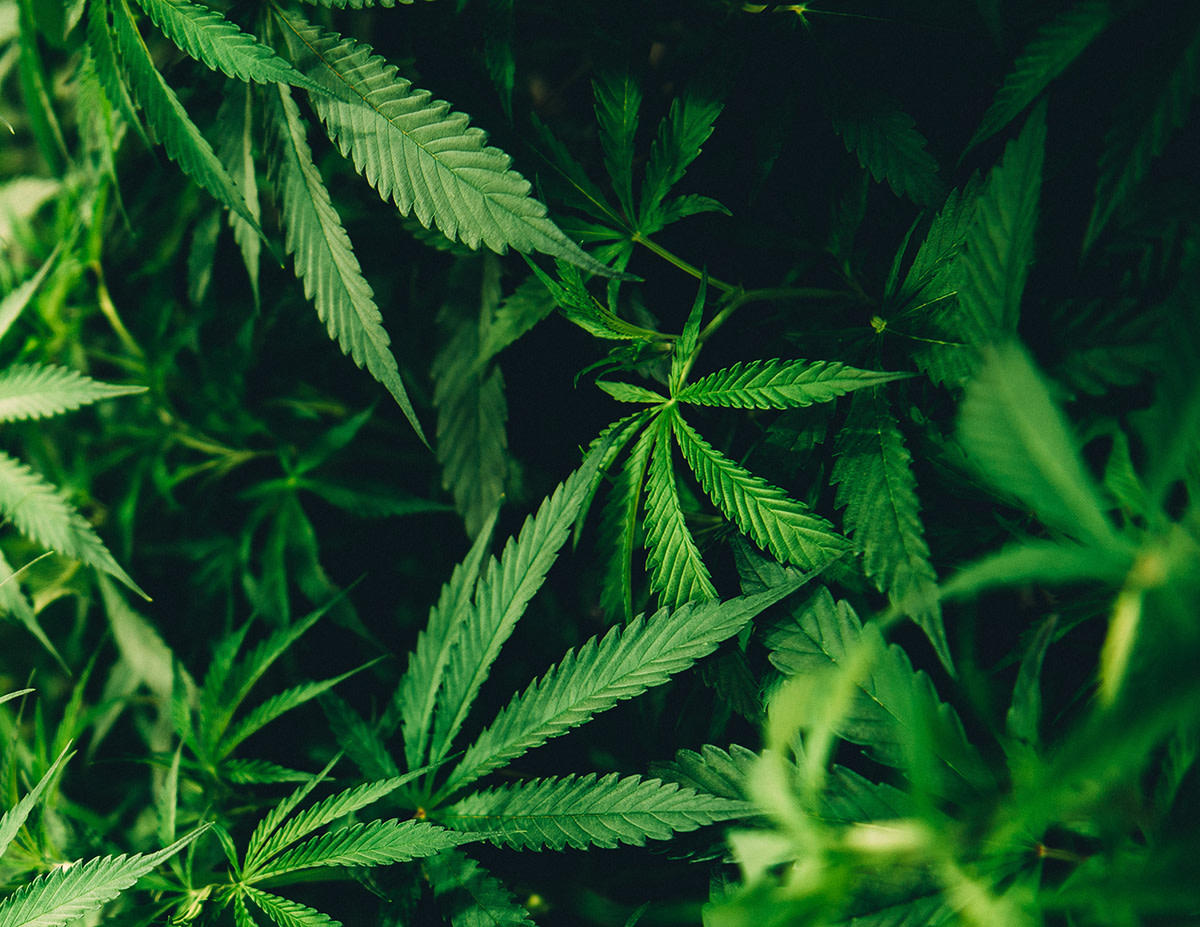 CBD topical for athlete injury