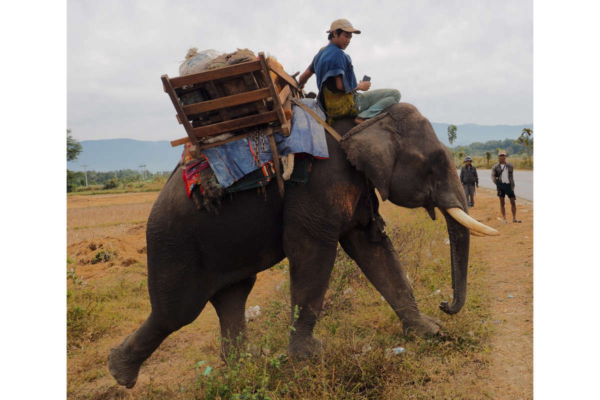 elephant