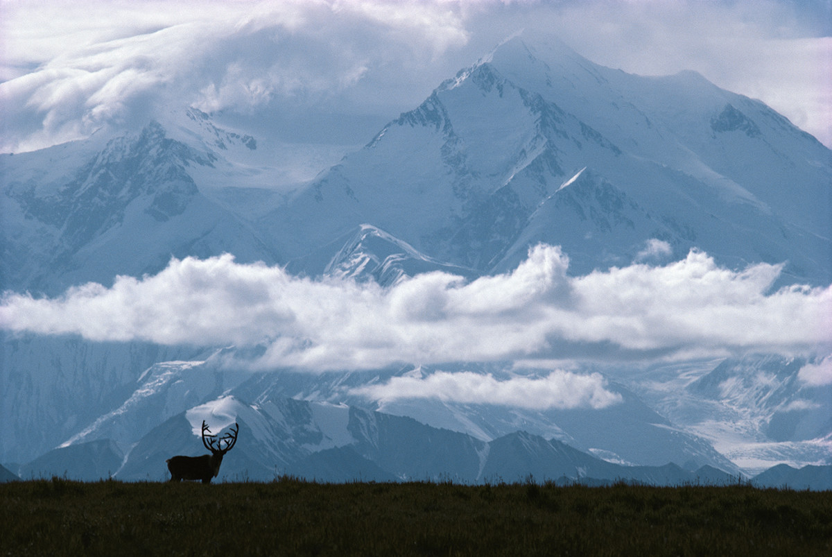 Porcupine caribou (Rangifer tarandus), Denali National Park, Alaska, USA, August