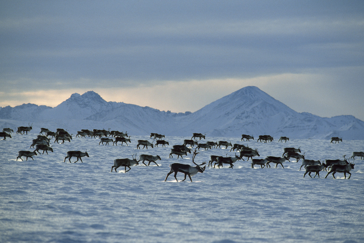Arctic National Wildlife Refuge, Brooks Range, Alaska, USA, Novemeber.