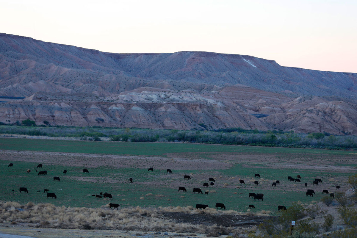 Cattle-graze-along-the-Virgin-River