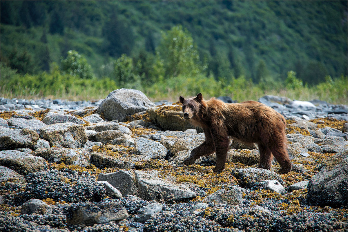 Glacier-Bay-brown-bear