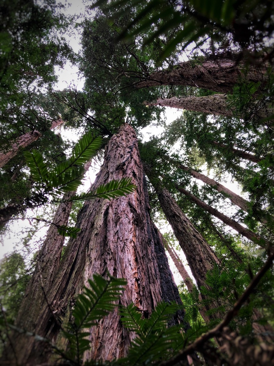 redwoods land