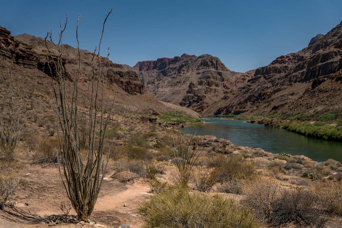 dispatches grand canyon