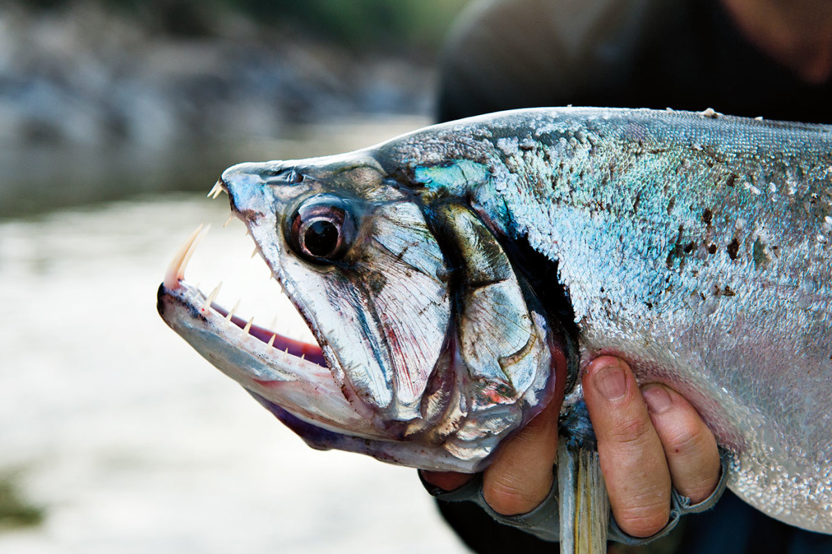 prayara-vampire-fish