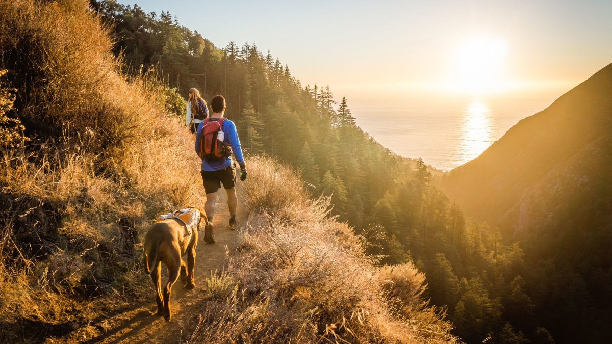 dog trail
