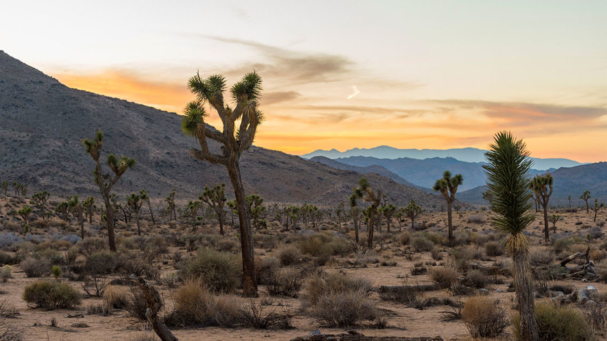 Joshua Tree