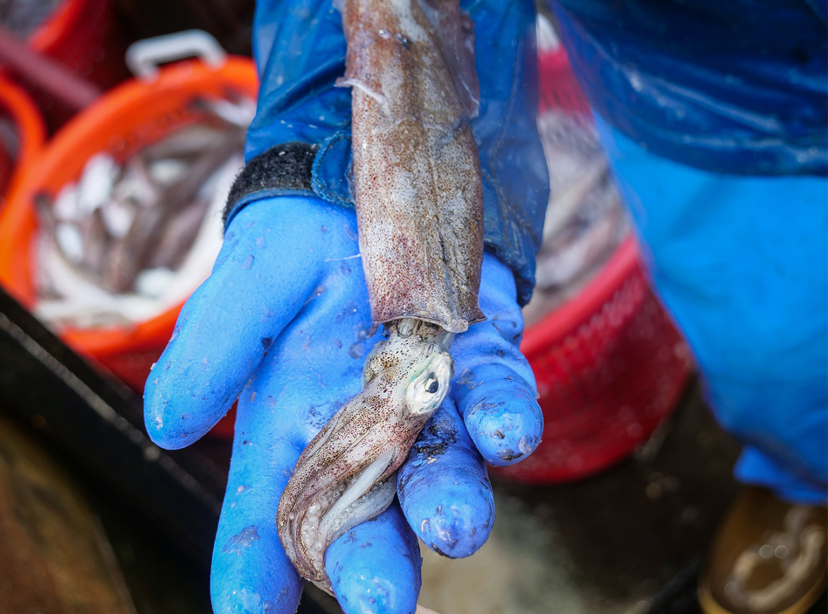 A longfin squid.