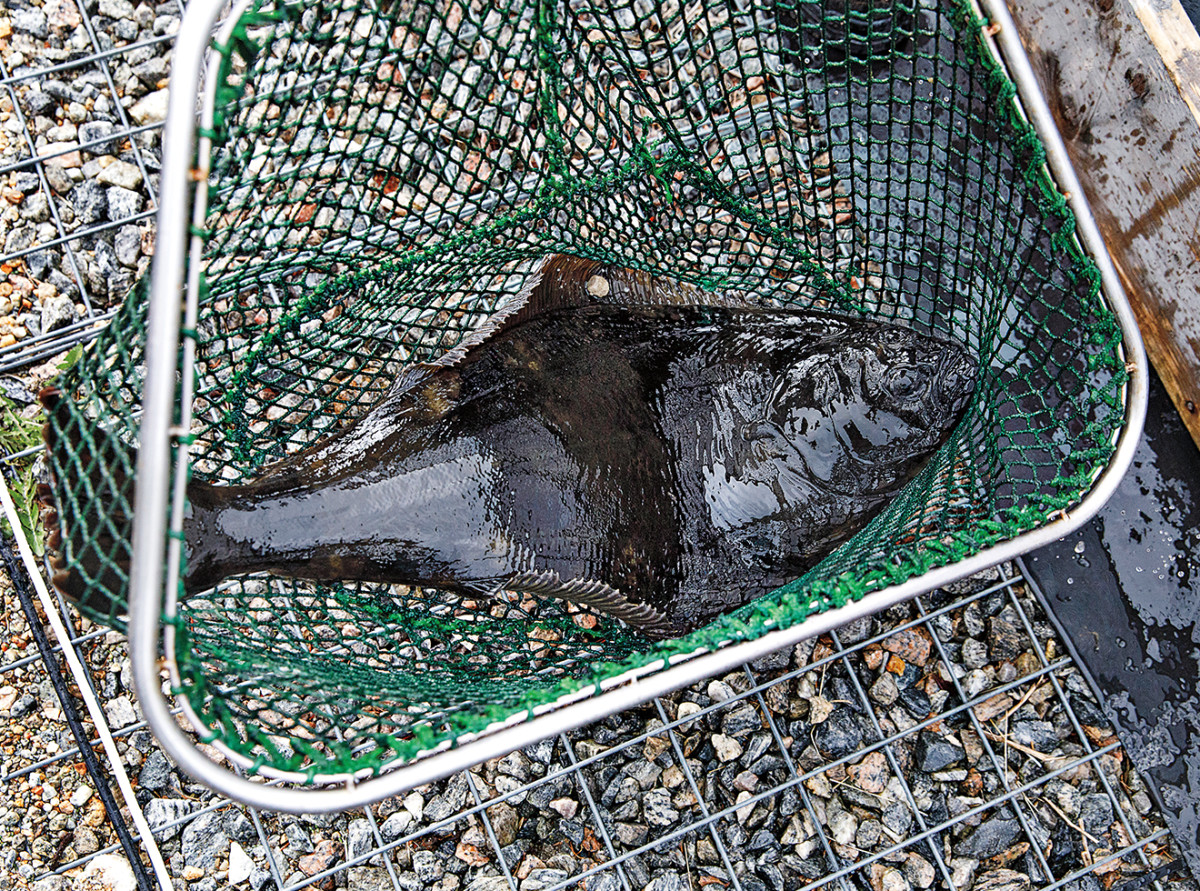 A farm-raised halibut from Sogn Aqua
