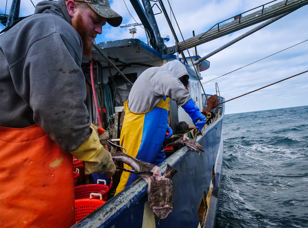 More than 100 miles offshore, brothers Dave Smith (left) and Ryan Smith clean monkfish on Rhonda Denise.