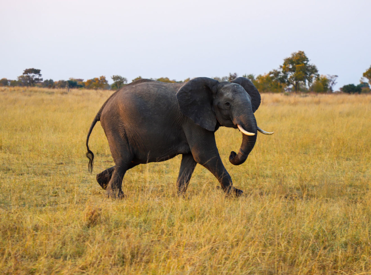 Elephant in Hwange National Park